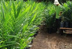 Tahun Depan, 1.500 Ha Jadi Sasaran Program Replanting Sawit