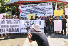 Pemerintah Diminta Musnahkan dan Terbitkan Larangan Budidaya Sawit di Enggano