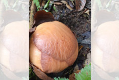 4 Bonggol Raflesia Kemumu Siap Mekar Sempurna