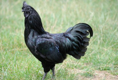 Makna Mimpi Ayam Cemani: Pertanda Mistis, Rezeki, atau Bahaya?