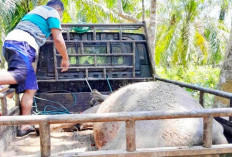 Kerbau di Mukomuko Hampir Kolaps, Penyakit Ngorok Jadi Ancaman Serius