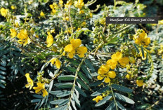 Ini Dia 13 Manfaat Kesehatan dari Mengkonsumsi Teh Daun Jati Cina 