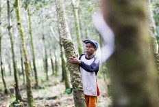 Musim Kemarau, Petani Karet di Mukomuko Terhimpit