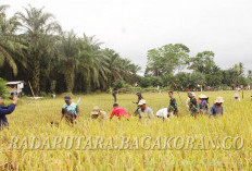 Pupuk Subsidi Dipastikan Aman, Petani MSS Optimis Produksi Padi 2026