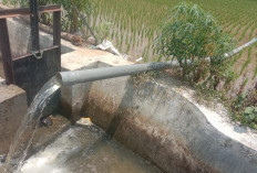 Masih Mengandalkan Mesin Pompa untuk Pengairan Sawah