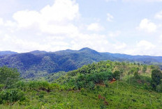 7 Km Kawasan HPT Mengunci Lebong Tandai, Pj Kades Kirim Surat ke Bupati 