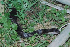 Ketahui Ternyata 3 Jenis Tanaman Ini Dapat Menarik Ular Masuk ke Dalam Rumah