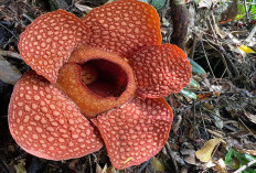 Oktober, Bunga Raflesia Bermekaran di Kemumu