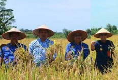 Tahukah Anda Apa Farmer Field Day Pertanian Organik, Ternyata Kegiatan Ini Juga Ada di Bengkulu Utara