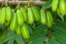 Bukan Sekedar Bumbu Dapur Atau Penghilang Bauk Amis,Ternyata Belimbing Wulu Banyak Manfaat Untuk Kesehatan