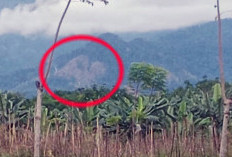 Dugaan Perambahan di Perbukitan Kemumu Terpantau dari Kejauhan