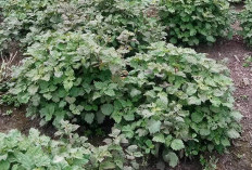 Harga Minyak Nilam di Bengkulu Turun Drastis