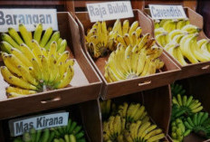 Jangan Asal Makan, Kenali Jenis Pisang Dan Manfaatnya Bagi Kesehatan Tubuh