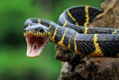 Arti Mimpi Ular Tapi Tidak Menggigit, Pertanda Baik atau Buruk?