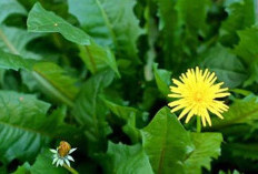 Mengungkap Rahasia Manfaat Kesehatan dari  Daun Dandelion Untuk Kesehatan