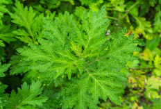 Kenali Artemisia Annua Serta Manfaatnya Bagi Kesehatan Tubuh, Yang Jarang Diketahui