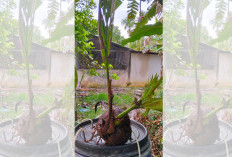 Tumbuhan Aneh Muncul di Sebuah Pulau di Bengkulu 