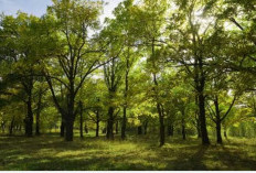 Pohon Monokultur Tak Efektif dalam Krisis Iklim 