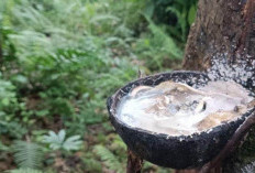 Intensitas Hujan Meningkatkan, Pendapatan Petani Karet Menurun