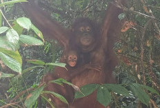  Dua Bayi Orang Utan Kalimantan di TN Betung Kerihun Tumbuh Sehat