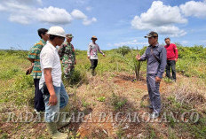 Kades dan Tripika Cek & Pastikan Jalur Jalan TMMD Sepanjang 9 KM Steril dari Tanaman Sawit