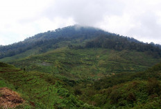 Gunung Bukit Tunggul Dimana? Selami Ketinggian dan Mitosnya di Provinsi Jawa Barat