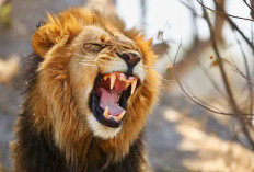 Mimpi Melihat Singa Menurut Sudut Pandang Budaya dan Psikologi