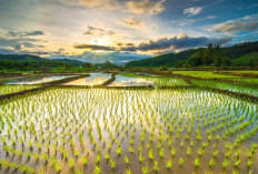Dapat Menjadi Pertanda Buruk, Ini Makna dari Mimpi Melihat Sawah