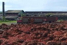 Blokade Jalan ke Pabrik PT Agricinal Dibuka, Batas Senin Pagi, Sosri:Kelanjutannya Kita Tunggu Hasil Pertemuan