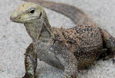 Mengenal 9 Manfaat Daging Biawak bagi Kesehatan yang Wajib Anda Ketahui, Baca No 3!