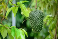 Benarkah Daun Sirsak Bisa Menurunkan Gula Darah? Ini Fakta Medisnya!