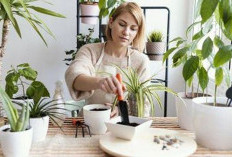 Rumah Makin Sejuk dan Wangi! Ini 7 Tanaman Hias yang Bisa Kamu Tanam di Dalam Rumah!