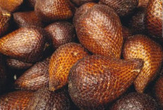 Temukan, Berbagai Manfaat Dari Buah Salak Rebus Untuk Kesehatan Tubuh Kita