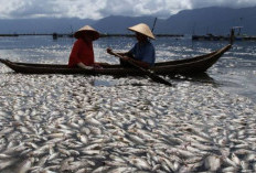Patut Diwaspadai, Ini Makna dari Mimpi Melihat Ikan Mati 