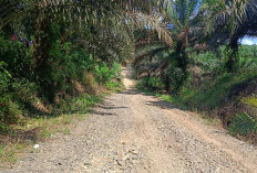 Jalan Sepanjang 1,5 Km di Desa Bangun Karya Babak Belur, Berharap Dihotmix