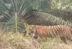 Sisir Lokasi Harimau, BKSDA Bengkulu Bawa Pasang Perangkap