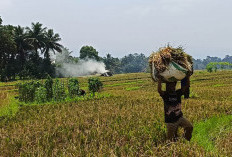 Potensi Jerami Sawah Bengkulu Utara: Bobibos BBN Alternatif, Cek Fakta Ilmiah