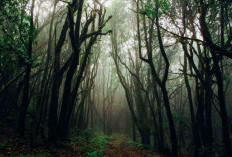 Misteri di Balik Aokigahara, Hutan Berbau Mistis di Jepang