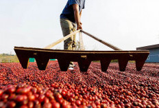 Kopi Melejit, Berapa Harga Kopi Perkilogram?