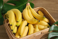 Banyak Yang Tau Pisang Ambon, Tetapi Tidak Tau Manfaatnya Bagi Kesehatan Tubuh 