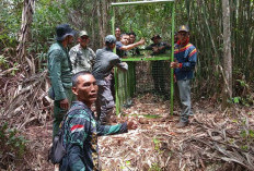 Perangkap Harimau  Desa Kinal Jaya Diberi Umpan 1 Ekor Kambing