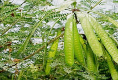 Bukan Buahnya Saja Yang Enak Dimakan ! Kenali 5 Manfaat Daun Petai Cina Bagi Kesehatan, Yang Jarang Diketahui