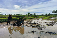 Tren KUR Bengkulu Utara 2025: Debitur SD Lebih Berani, Ketimbang SLTA, Praktik Rentenir Masih Membayangi