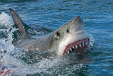 Petaka Segera Tiba, Ini Makna Mimpi Ikan Hiu