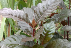 Dikenal Banyak Digerogoti Oleh Ulat ! Intip Manfaat Daun Puding Merah Bagi Kesehatan Tubuh