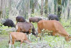 Penyakit Ngorok, Puskeswan Putri Hijau Imbau Masyarakat Perketat Lalu Lintas Ternak dari Mukomuko 