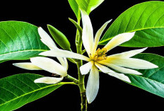 Mengungkap 7 Manfaat Kesehatan dari Bunga Kantil yang Jarang Diketahui