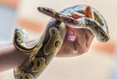 Apa Artinya Mimpi Dilempar Ular? Ungkap Makna dan Pertanda di Balik Mimpi Aneh Ini!