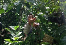 ICD, Perempuan Petani Kopi Serukan Kontribusi dan Kolaborasi