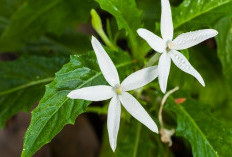 6 Manfaat Daun Korejat bagi Kesehatan yang Perlu Diketahui, Dari Bantu Mengatasi Sakit Mata hingga Kolesterol